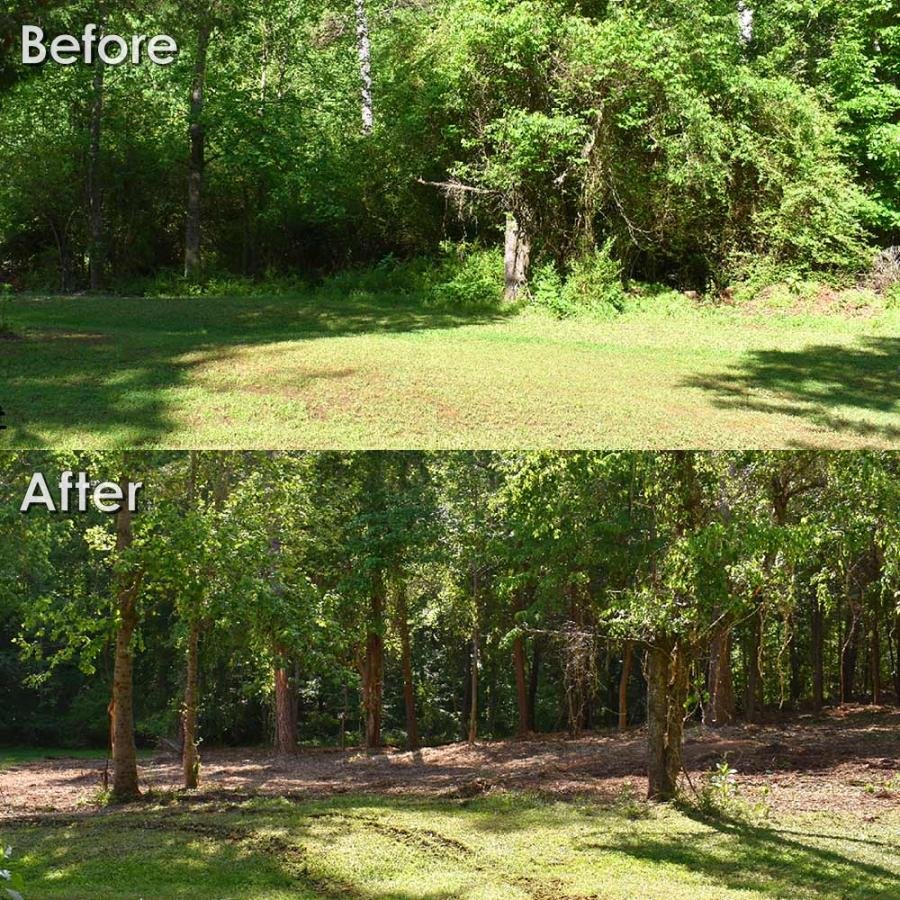 Before and after forestry mulching